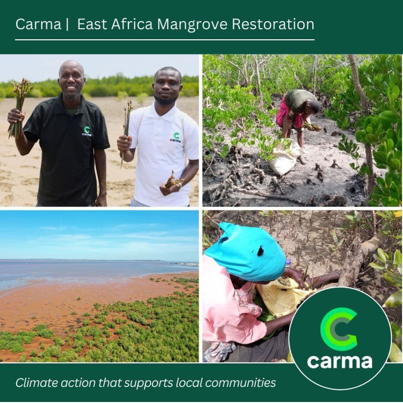 Tree planting in Africa